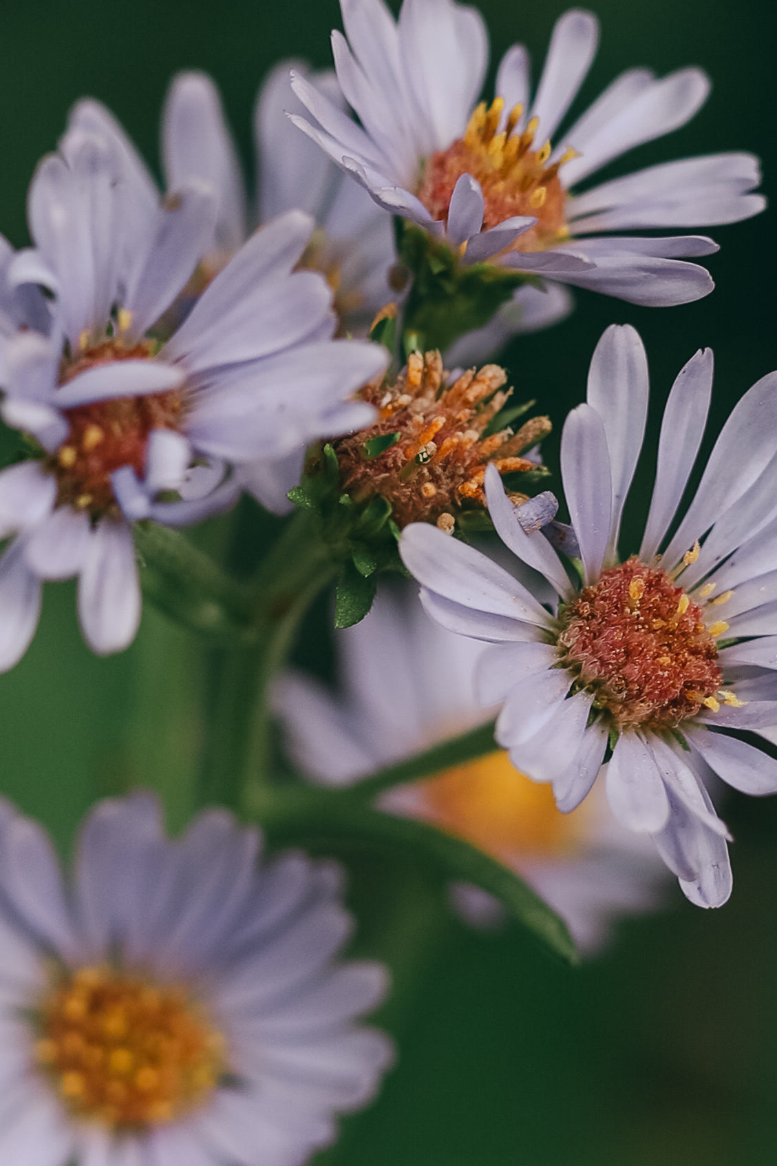 Mountain Blue Aster